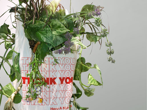 the urban forest project 2